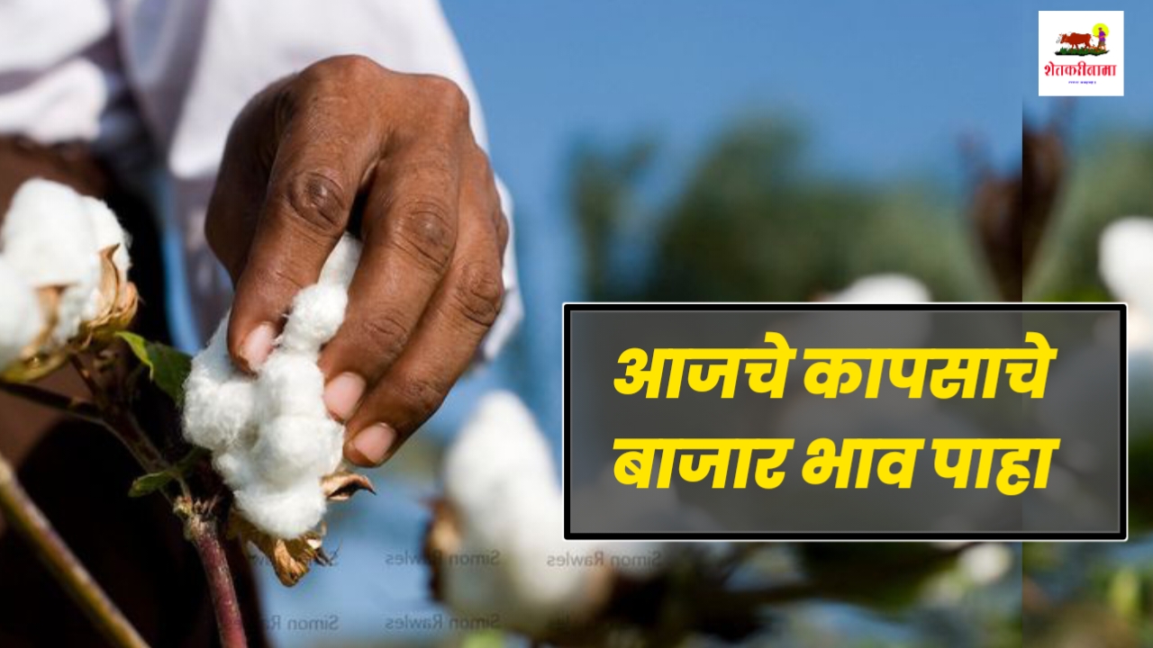 Cotton Price : कापसाची किंमत 2024 – देशाच्या बाजारपेठेतील आजची कापसाची ...