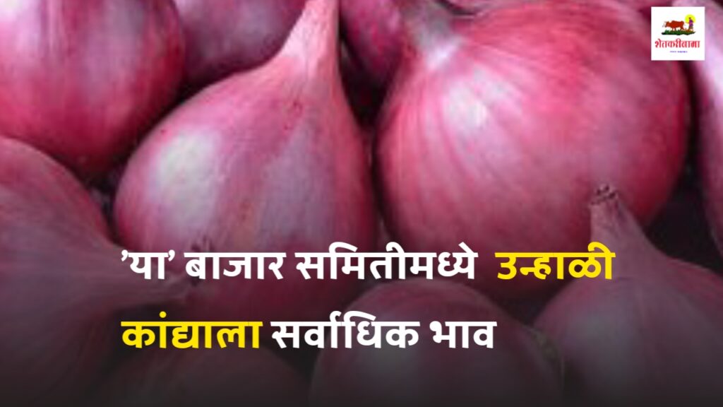 Onion Market Rate