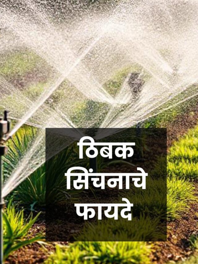 WhatsApp Image 2025-05-05 at 9.12.05 PM